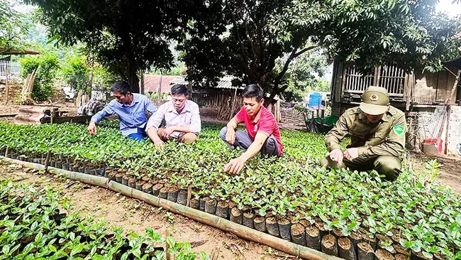 Sung A Dia (in white shirt, holding a tree in the middle) is instructing the Hmong ethnic people in Pu Nhi Commune, Dien Bien Dong District, on how to dig holes to plant coffee trees.