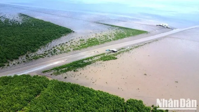 A corner of the green space in the alluvial area of the Ca Mau Cape National Park. (Illustrative photo)