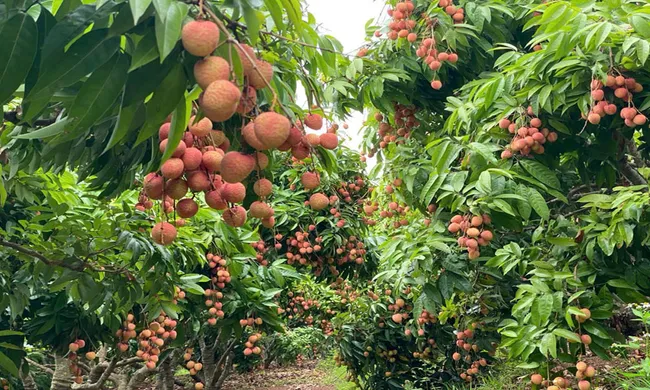 Hơn 100 tấn vải thiều Bắc Giang "hạ cánh" tại Pháp