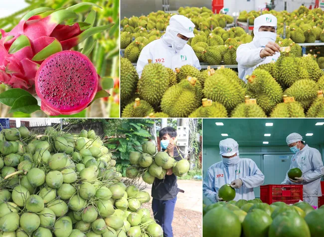 Trung Quốc “siết” nhập khẩu, rau quả Việt chuyển hướng mới