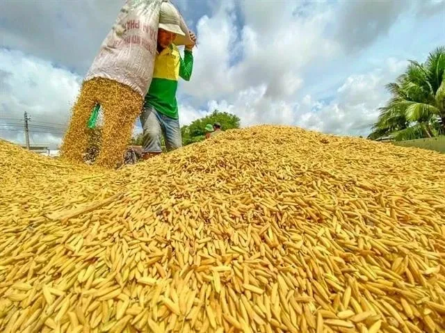 A farmer at work during rice harvest season in the Mekong Delta. (Photo: VNA)