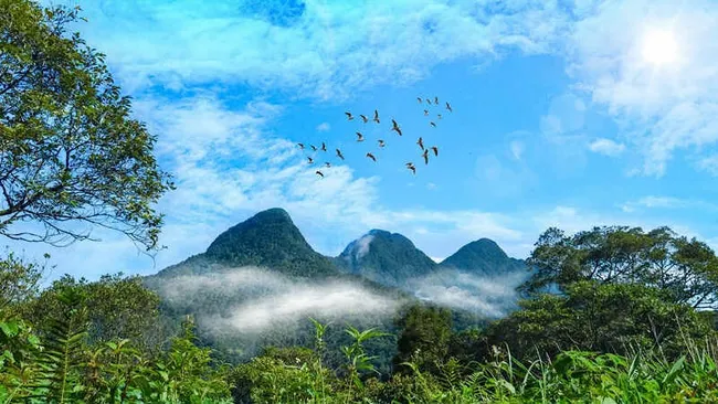 Great carbon credit potential from forests. (Photo: NDO)