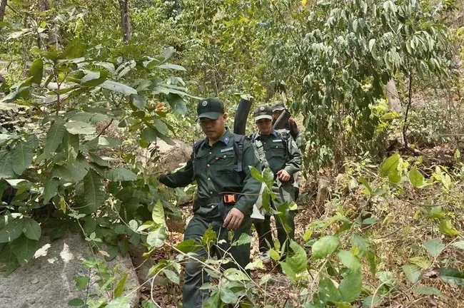 Forest rangers struggle through thick bushes and vines while patrolling and protecting the forest in Cam Mountain, Tinh Bien township, An Giang province. (Photo: VNA)