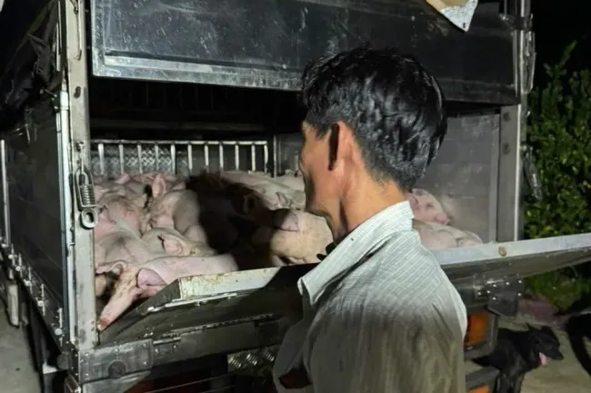Phát hiện “ổ dịch” 120 con heo không rõ nguồn gốc ở Bạc Liêu dương tính dịch tả Châu Phi