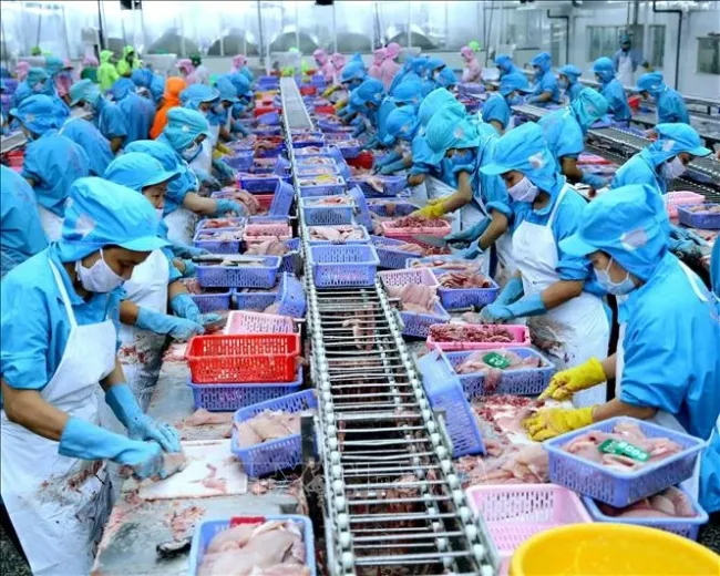 Processing tra fish for export (Photo: VNA)