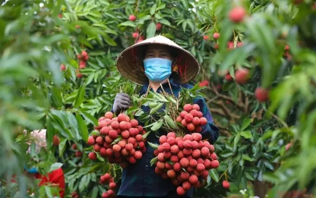 Giá vải thiều có nơi chỉ còn 3.000 đồng/kg