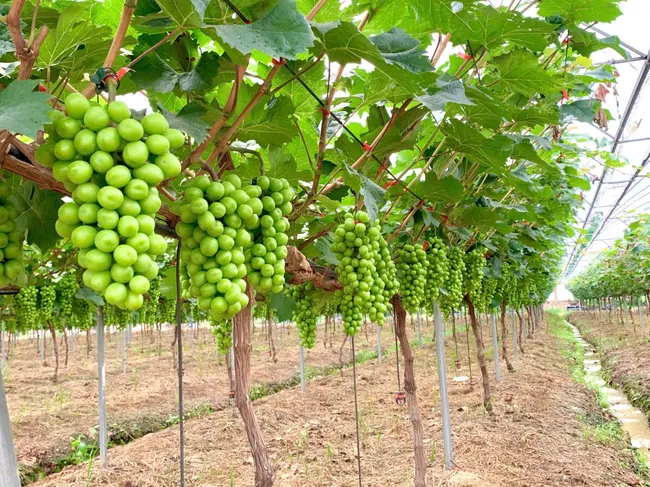 Du lịch xanh kết hợp nông nghiệp bền vững lên ngôi