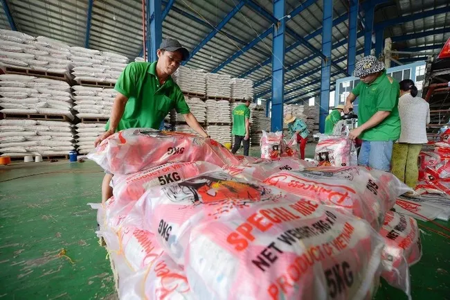 Packing rice for export at Chon Chinh Co., Ltd., Dong Thap. (Photo: DUC ANH)