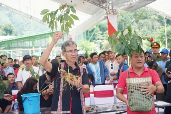 Ngoc Linh ginseng on display and for sale at the Ngoc Linh Ginseng Market, organised by Nam Tra My district, Quang Nam Province.