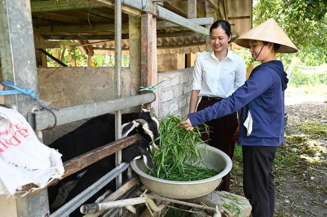 Goat farming aligns well with the conditions and farming practices of residents in flood-prone Huong Khe, Ha Tinh. (Photo: NDO)