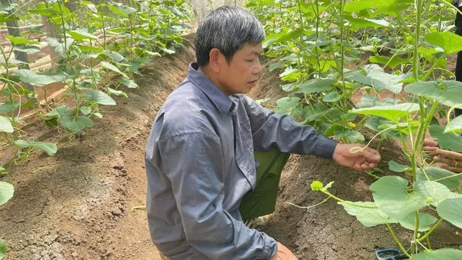 IPHM-based melon cultivation model in Bo Hamlet, Chieng An Ward, Son La City (Son La Province).