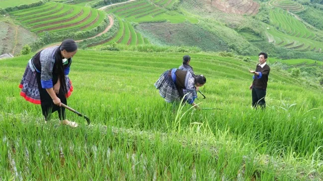 Lu A Do (R) instructs locals to cultivate rice on terraced fields.