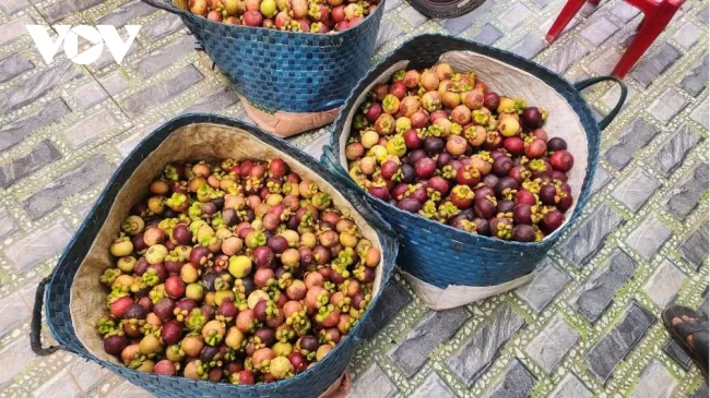 Măng cụt mất mùa, giá cao nhưng nông dân vẫn "thiệt kép"