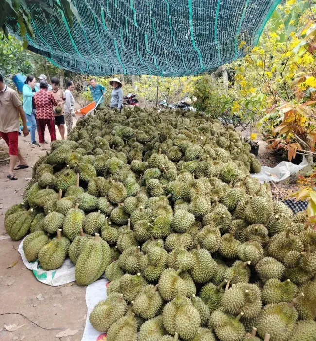 Sầu riêng, mít, chanh vẫn lao dốc, nhà vườn ở Đồng Tháp thất thu