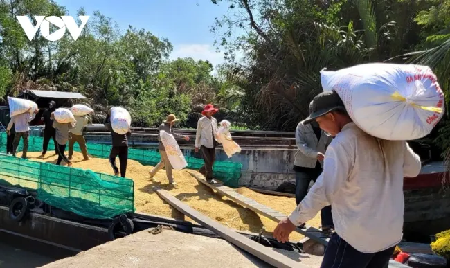 Giá lúa Hè thu vùng ĐBSCL đang ở mức thấp, nhà nông không có lãi