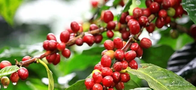 Giá cà phê tăng mạnh