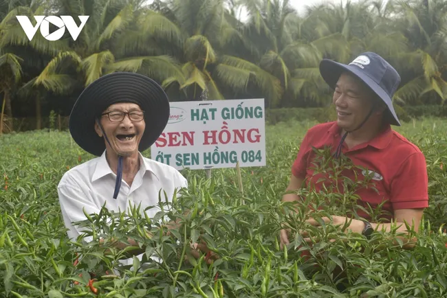 Nông dân Đồng Tháp phấn khởi khi vụ ớt trúng mùa, được giá