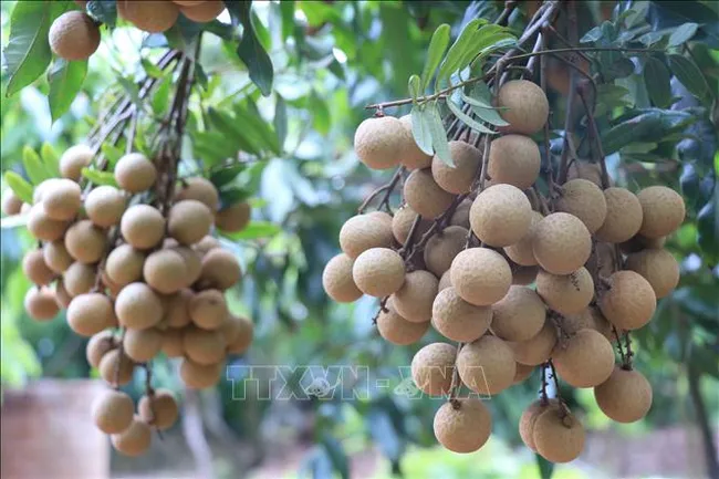 Bảo tồn và nhân rộng giống nhãn đặc sản ở Hưng Yên