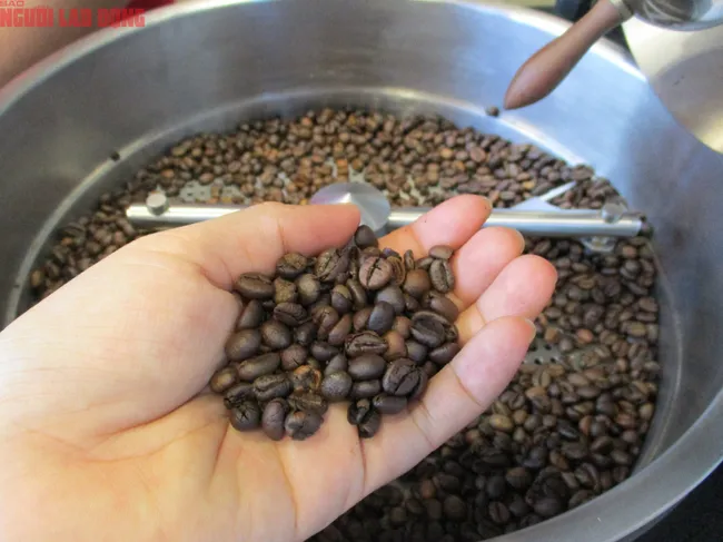 Giá cà phê hôm nay 30/7: Robusta thoát hiểm