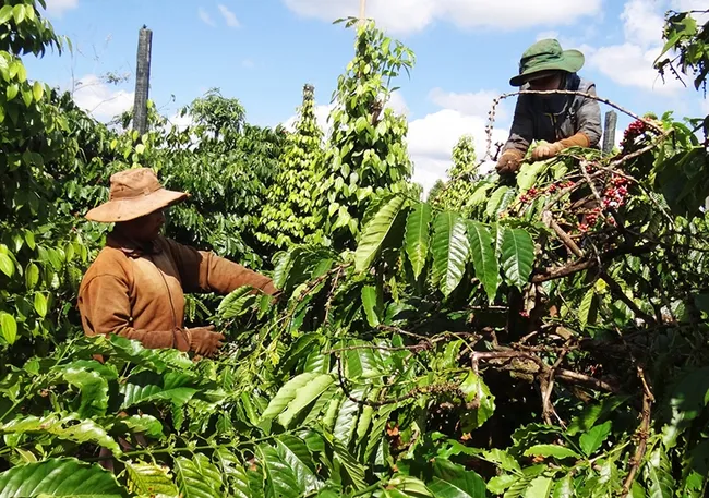 Bản tin nông sản hôm nay (2/8): Giá cà phê tăng mạnh