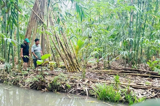 A corner of a bamboo cultivation and development project.