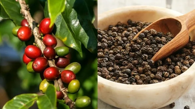 Bản tin nông sản hôm nay (4/8): Giá cà phê và hồ tiêu neo ở mức cao, lúa gạo ổn định