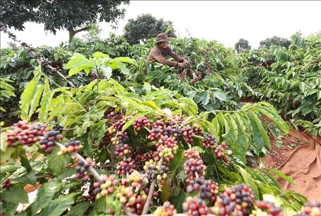 Xuất khẩu nông, lâm, thủy sản 7 tháng tăng 14,7%