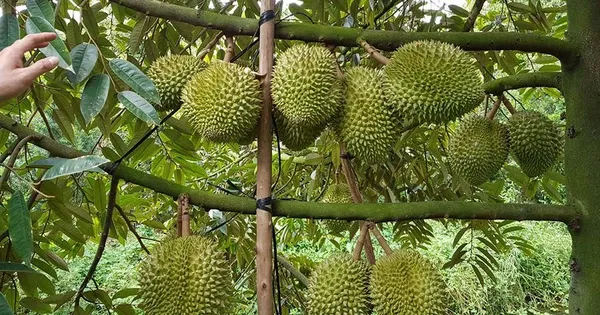 Ban hành quy trình kiểm soát sầu riêng tươi xuất khẩu