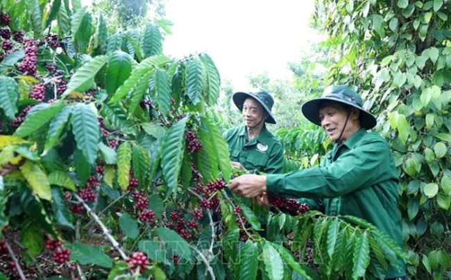 Bản tin nông sản hôm nay (5/8): Giá cà phê giảm nhẹ