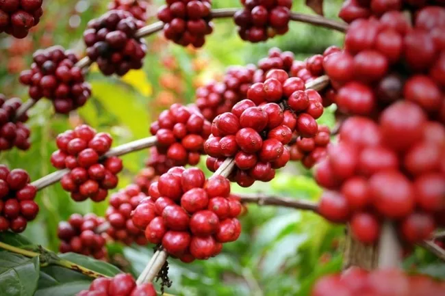 Bản tin nông sản hôm nay (7/8): Giá cà phê tiếp tục tăng, vượt 100.000 đồng/kg