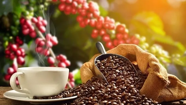 Bản tin nông sản hôm nay (15/8): Giá cà phê trong nước tăng vọt