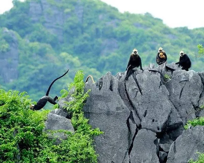 The success of the Cat Ba Langur Conservation Project is a welcome sign in the ongoing efforts to protect the environment within the Ha Long Bay–Cat Ba Archipelago World Heritage complex. (Source: Cat Ba National Park)