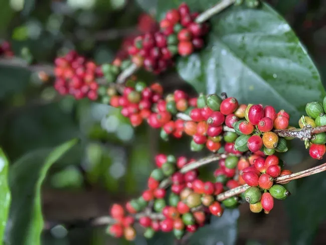 Giá cà phê hôm nay 19/8: Robusta thụt lùi, thị trường Trung Quốc ra sao?