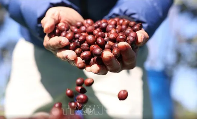 Bản tin nông sản hôm nay (22/8): Giá cà phê và hồ tiêu tăng nhẹ