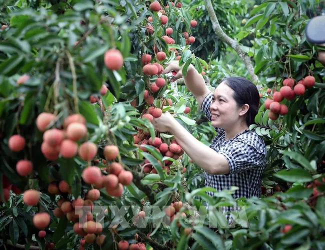 Thúc đẩy hợp tác, chuẩn bị điều kiện xuất khẩu vải thiều sang thị trường Bắc Mỹ