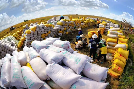 Giá gạo xuất khẩu tăng