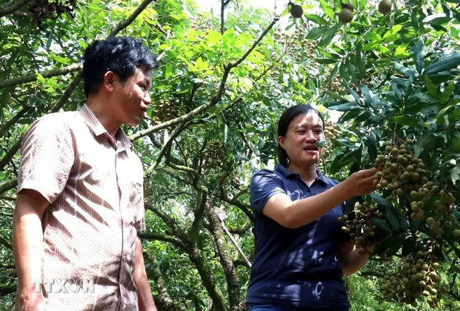 Customers visit the longan orchard of Bui Xuan Su (left) in Tan Hung commune, Hung Yen province. (Photo: VNA)