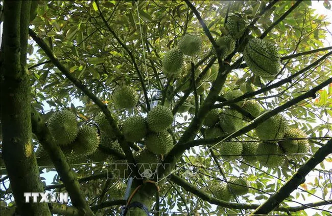 Đồng Tháp siết chặt quản lý chất lượng, giá sầu riêng tăng trở lại