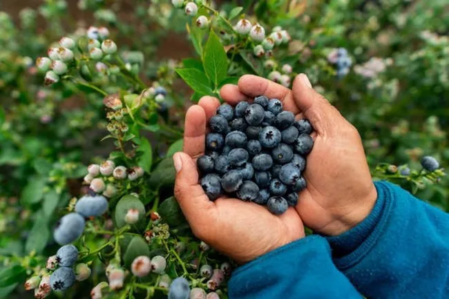 Vietnam has officially licensed the import of fresh blueberries from Poland. (Photo: VNA)
