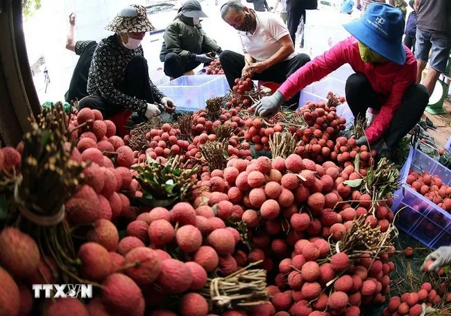 Litchi produced in Luc Ngan, Bac Ninh (Photo: VNA)