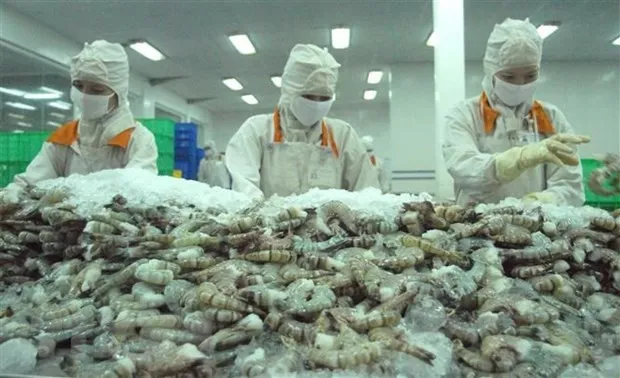 Shrimp exports reached 498 million USD in October, up 26% compared to the same period last year. (Photo: VNA)