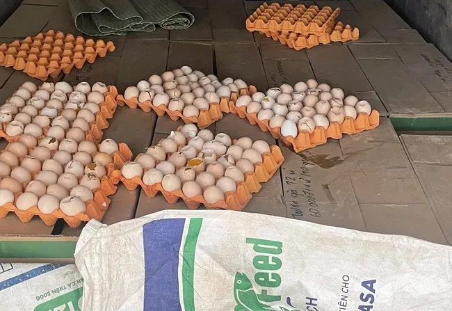 Kiểm tra, tiêu hủy trên 5.000 quả trứng gà không rõ nguồn gốc xuất xứ