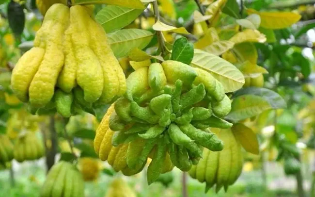 Giá phật thủ Tết có thể lên tới 3 triệu đồng/quả