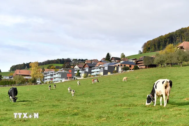 Thêm hai lô sữa bột trẻ em của Nestlé bị thu hồi tại châu Âu