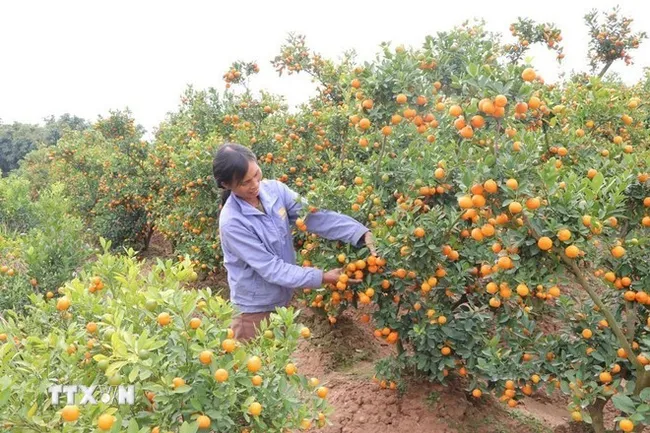 Duong Thi Lap's garden has 200 kumquat trees ready for Tet (Photo: VNA)
