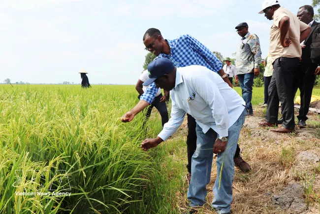 Zambia's Minister of Agriculture Reuben Mtolo Phiri (first, left), learns about the OM19 rice variety grown at Tien Thuan cooperative in Thanh Quoi commune,, Can Tho city (Photo: VNA)