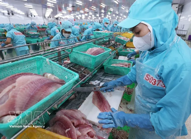 Workers process pangasius fillet for export at Sao Mai Group's factory in An Giang province (Photo: VNA)