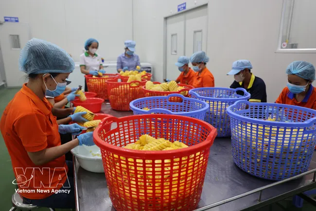Pre-processing fruits for juice production at Wana Beverage JSC, Chau Duc Industrial Park, Ho Chi Minh City. (Photo: VNA)