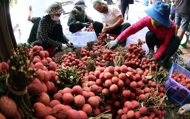 Bán vải thiều qua nền tảng số
