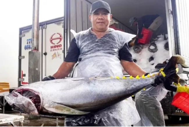 Tam Quan fishing port is central Vietnam’s largest offshore tuna fishing hub. (Photo: VASEP)
